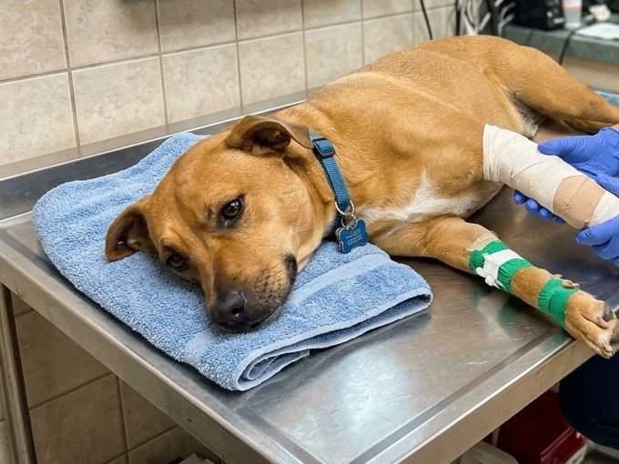 Thor, cão caramelo resgatado com patinha enfaixada e luzes de natal ao fundo